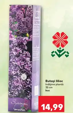 Kaufland Butaşi liliac Ofertă