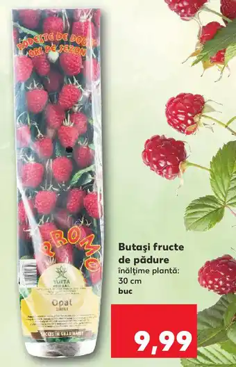 Kaufland Butaşi fructe de pădure Ofertă