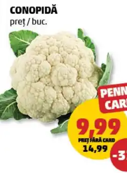 Penny Conopidă Ofertă