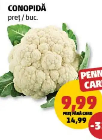 Penny Conopidă Ofertă