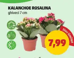 Penny Kalanchoe rosalina Ofertă