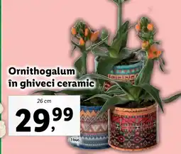 Lidl Ornithogalum în ghiveci ceramic Ofertă