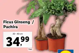 Lidl Ficus Ginseng / Pachira Ofertă