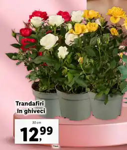 Lidl Trandafiri în ghiveci Ofertă