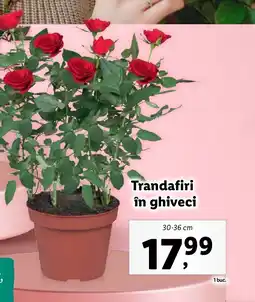 Lidl Trandafiri în ghiveci Ofertă