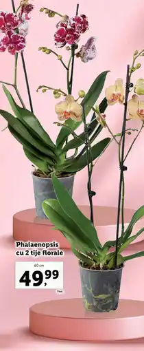 Lidl Phalaenopsis cu 2 tije florale Ofertă