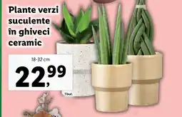 Lidl Plante verzi suculente în ghiveci ceramic Ofertă