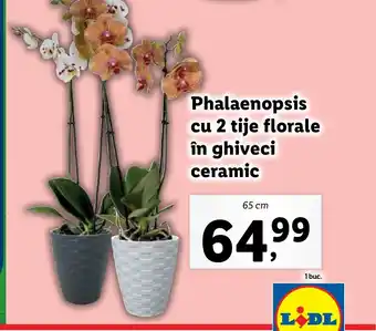 Lidl Phalaenopsis cu 2 tije florale în ghiveci ceramic Ofertă