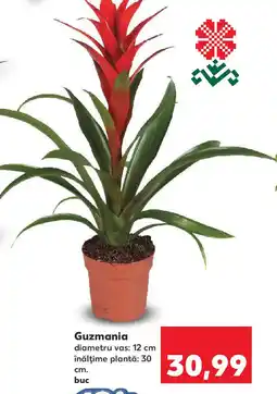 Guzmania