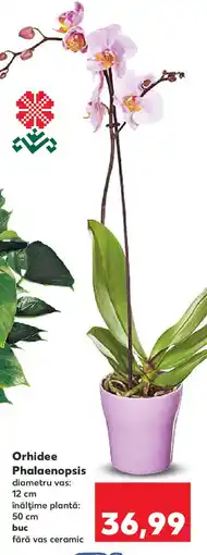 Kaufland Orhidee Phalaenopsis Ofertă