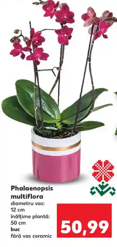 Kaufland Phalaenopsis multiflora Ofertă