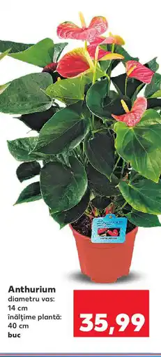 Kaufland Anthurium Ofertă