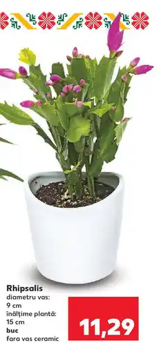 Kaufland Rhipsalis Ofertă