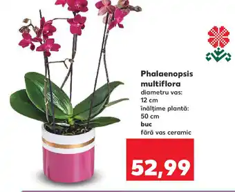 Kaufland Phalaenopsis multiflora Ofertă