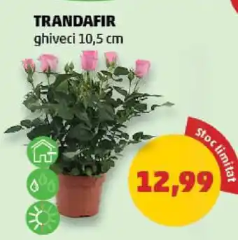 Penny TRANDAFIR Ofertă