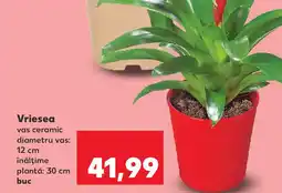 Kaufland Vriesea Ofertă