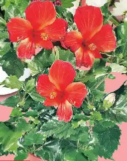 Kaufland Hibiscus Ofertă