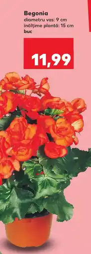 Kaufland Begonia Ofertă