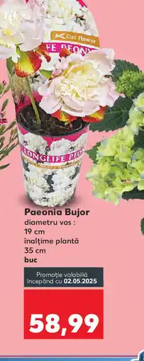 Kaufland Paeonia Bujor Ofertă