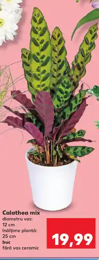 Kaufland Calathea mix Ofertă