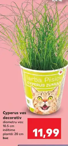 Kaufland Cyperus vas decorativ Ofertă
