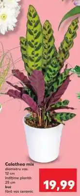 Kaufland Calathea mix Ofertă