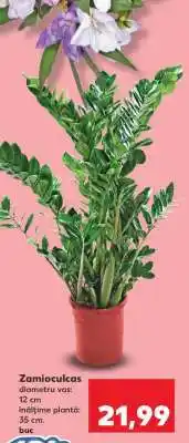 Kaufland Zamioculcas Ofertă