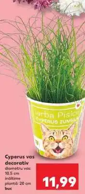 Kaufland Cyperus vas decorativ Ofertă