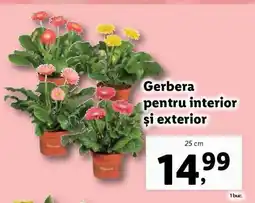 Lidl Gerbera pentru interior și exterior Ofertă