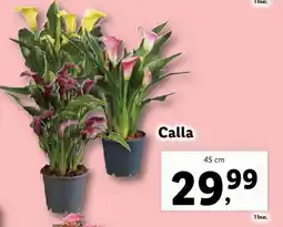 Lidl Calla Ofertă