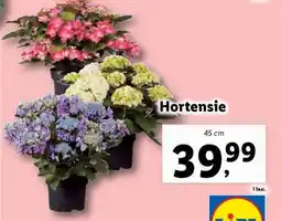 Lidl Hortensie Ofertă