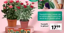 Lidl Trandafir în ghiveci Ofertă