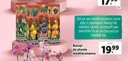 Lidl Butași de plante mediteraneene Ofertă