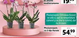 Lidl Phalaenopsis cu 2 tije florale Ofertă