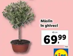 Lidl Măslin în ghiveci Ofertă
