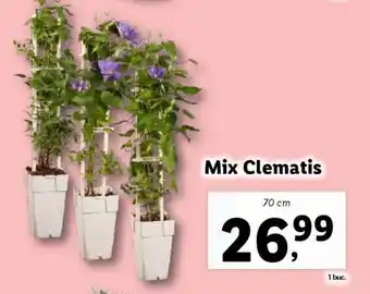 Lidl Mix Clematis Ofertă