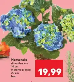 Kaufland Hortensia Ofertă