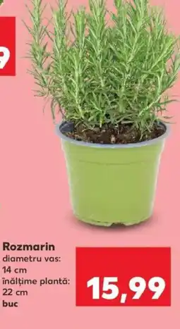 Kaufland Rozmarin Ofertă
