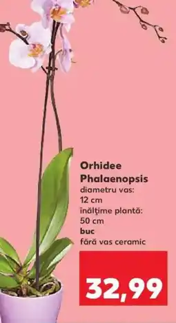 Kaufland Orhidee Phalaenopsis Ofertă