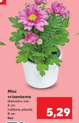 Kaufland Mini crizantema Ofertă