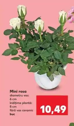 Kaufland Mini rosa Ofertă