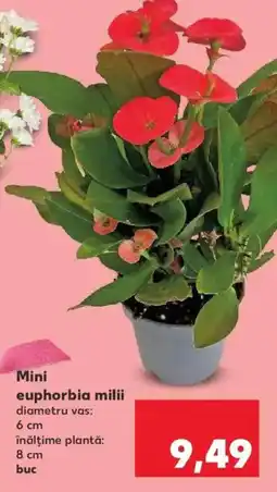 Kaufland Mini euphorbia milii Ofertă