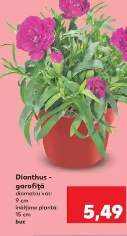 Kaufland Dianthus - garofiţă Ofertă