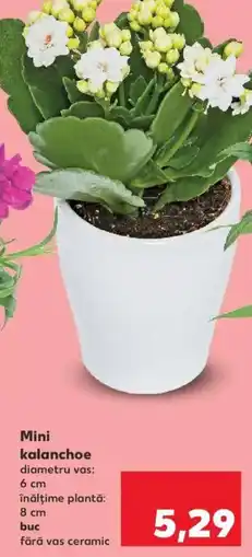Kaufland Mini kalanchoe Ofertă