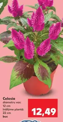 Kaufland Celosia Ofertă