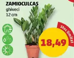 Penny Zamioculcas Ofertă