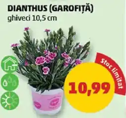Penny Dianthus (garofiță) Ofertă