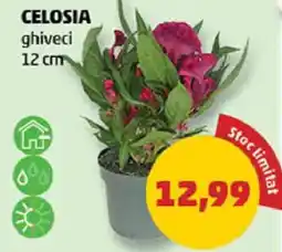 Penny Celosia Ofertă