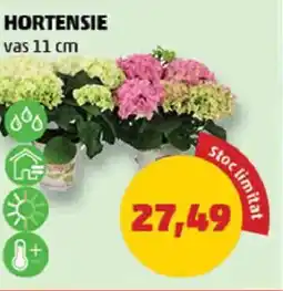 Penny Hortensie Ofertă