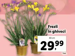 Lidl Frezii în ghiveci Ofertă